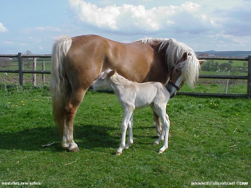 la passion du cheval en fonds d'ecran, horse passion with wallpaper