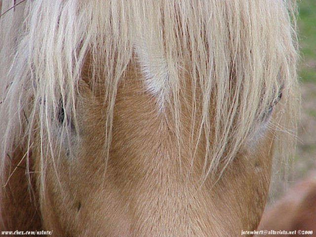  la passion du cheval en fonds d'ecran, horse passion with wallpaper