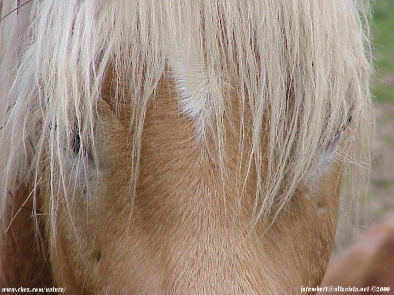  la passion du cheval en fonds d'ecran, horse passion with wallpaper