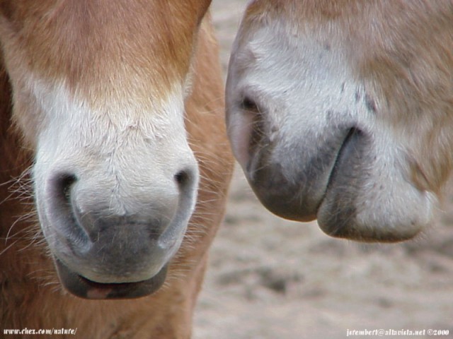  la passion du cheval en fonds d'ecran, horse passion with wallpaper