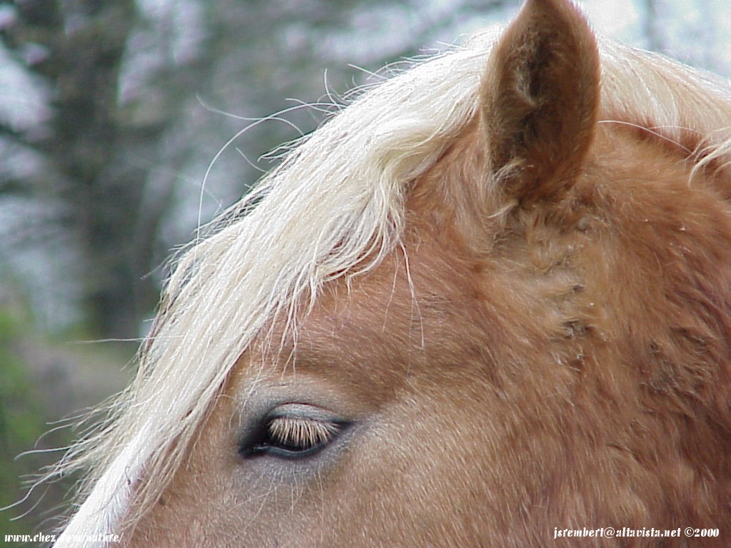  la passion du cheval en fonds d'ecran, horse passion with wallpaper