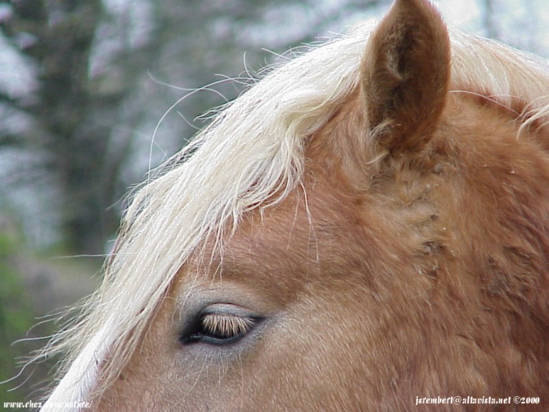  la passion du cheval en fonds d'ecran, horse passion with wallpaper