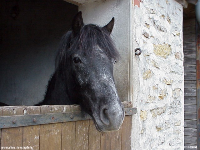  la passion du cheval en fonds d'ecran, horse passion with wallpaper