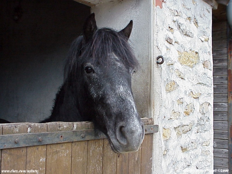  la passion du cheval en fonds d'ecran, horse passion with wallpaper