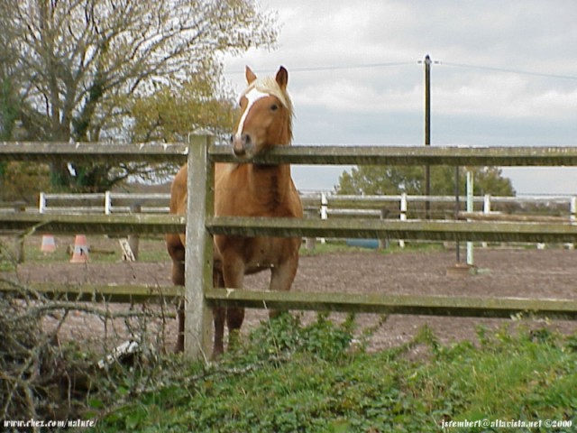  la passion du cheval en fonds d'ecran, horse passion with wallpaper