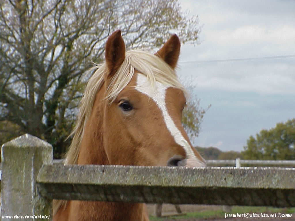  la passion du cheval en fonds d'ecran, horse passion with wallpaper