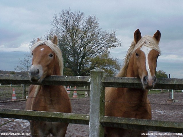  la passion du cheval en fonds d'ecran, horse passion with wallpaper