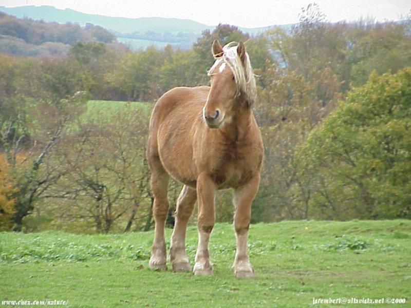  la passion du cheval en fonds d'ecran, horse passion with wallpaper