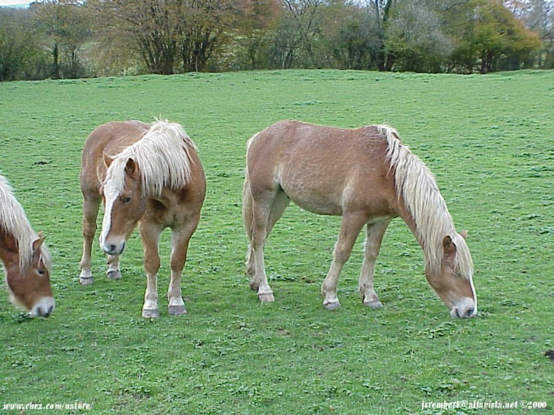  la passion du cheval en fonds d'ecran, horse passion with wallpaper