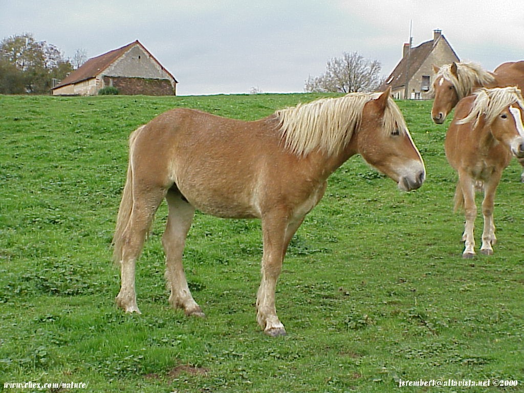  la passion du cheval en fonds d'ecran, horse passion with wallpaper