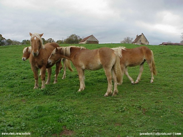  la passion du cheval en fonds d'ecran, horse passion with wallpaper