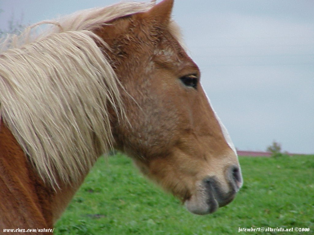 la passion du cheval en fonds d'ecran, horse passion with wallpaper