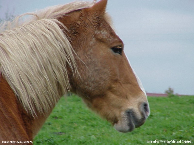  la passion du cheval en fonds d'ecran, horse passion with wallpaper