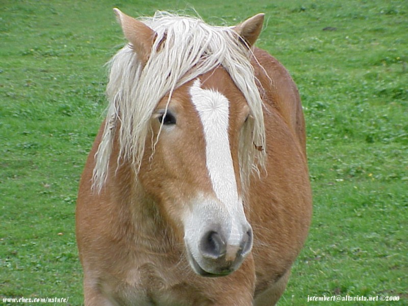  la passion du cheval en fonds d'ecran, horse passion with wallpaper