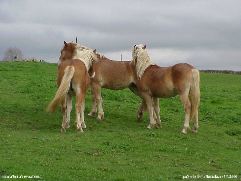  la passion du cheval en fonds d'ecran, horse passion with wallpaper