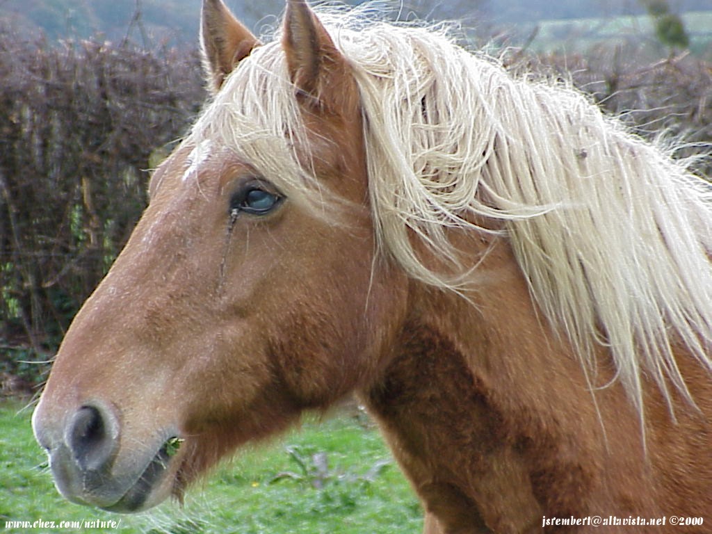  la passion du cheval en fonds d'ecran, horse passion with wallpaper